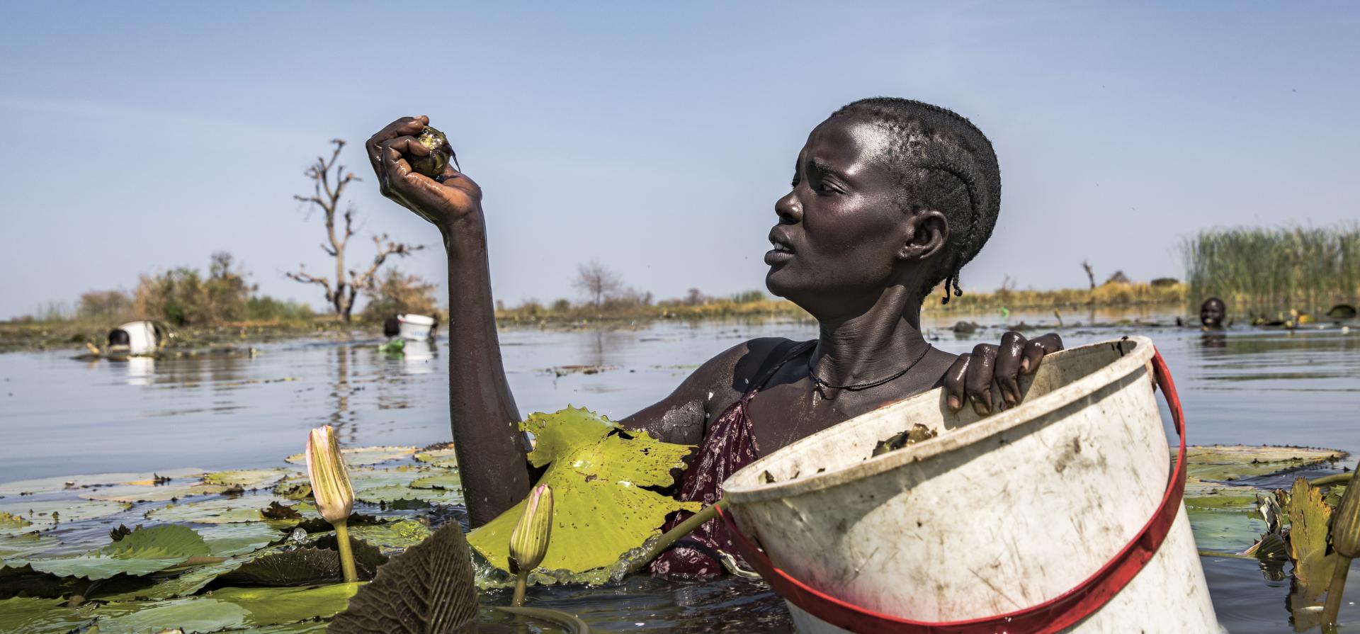 Nyayier Nyang Nai collects water lilies from floodwater, near the village of Nhier, South Sudan. She and other women from the village spend hours in the water harvesting the lilies. This is now one of their main sources of food as their livestock have perished and their former farmlands lie under metres of water. © UNHCR/Andrew McConnell