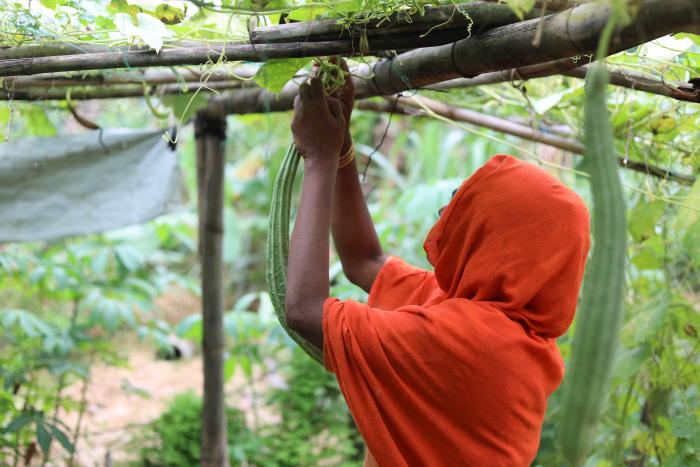 Woman picking vegetables in a farm