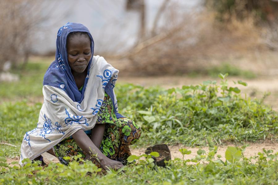Internally displaced women have planted 2,000 trees in the Bogo Internally Displaced Persons site in the Far North region of Cameroon. © UNHCR/Eugene Sibomana