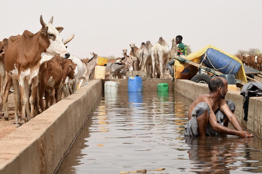 Cattles at a watering hole