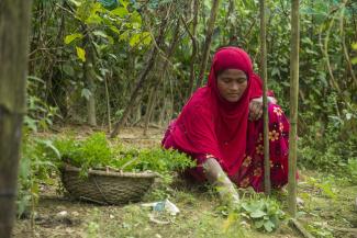 Rohingya refugee Hamida, 26, harvests herbs dressed red