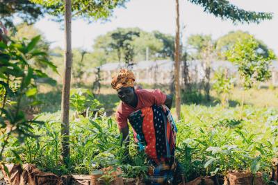 Kigoma refugee in plantation site